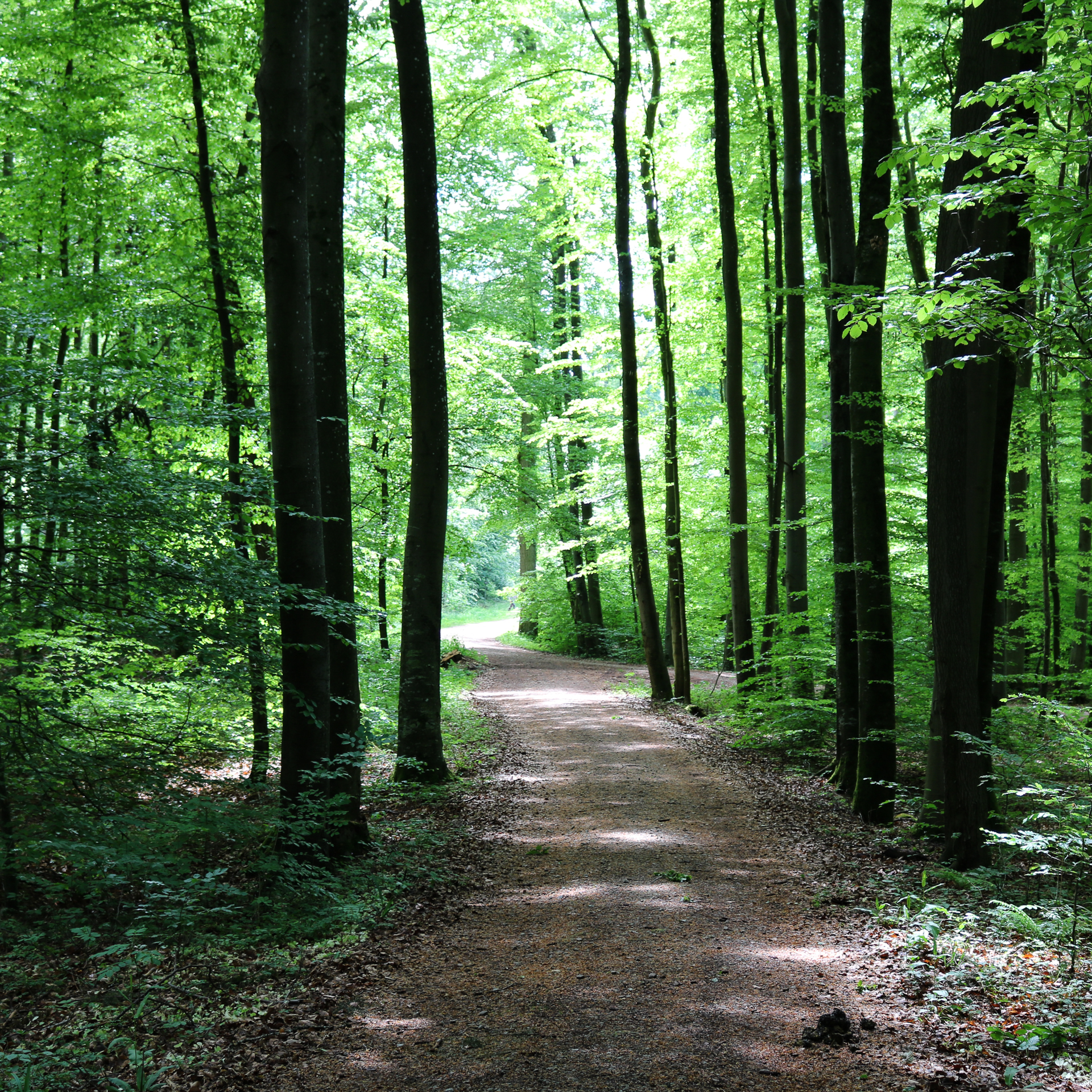 Waldweg Waldweg