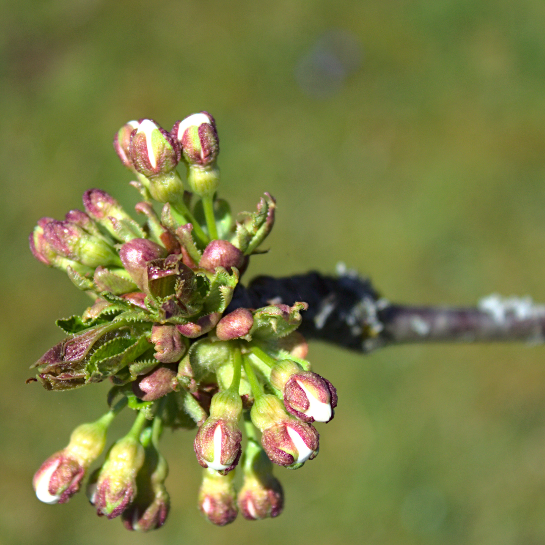 Kirschknospen
