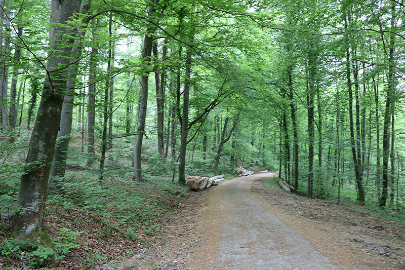 Gehen-Reden